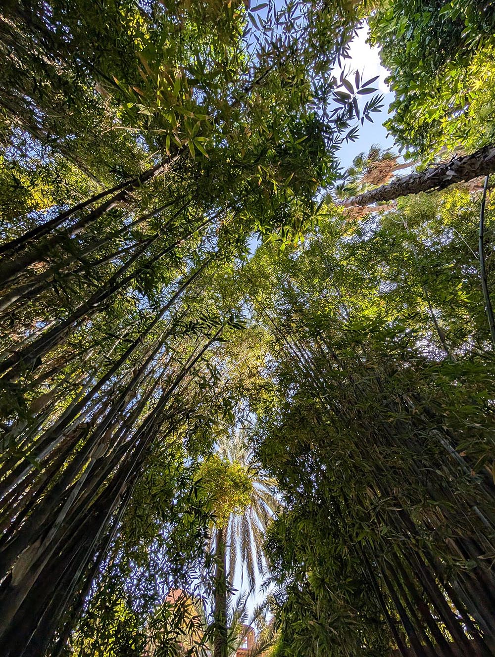 Under the Canopy