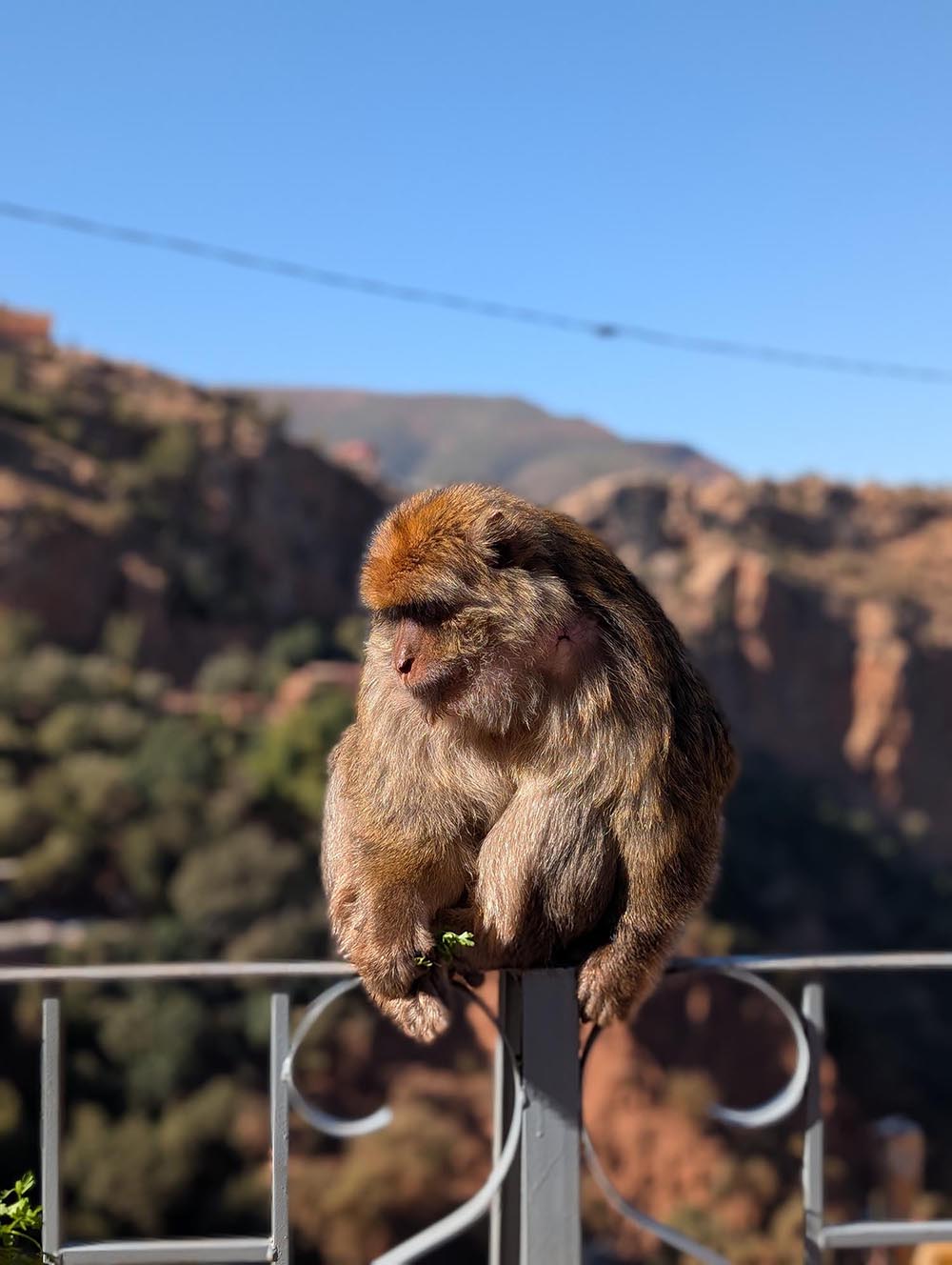 Mountains & Monkeys